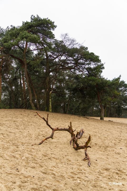 duinen (7).JPG - Loonse en Drunense duinen